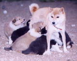 柴犬の乳母