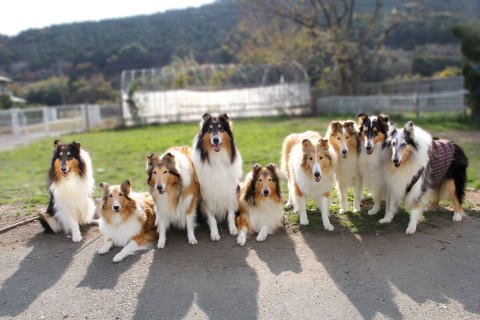 コリー専門ブリーダー マザーレイク犬舎