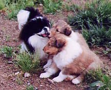 コリーの子犬と狆